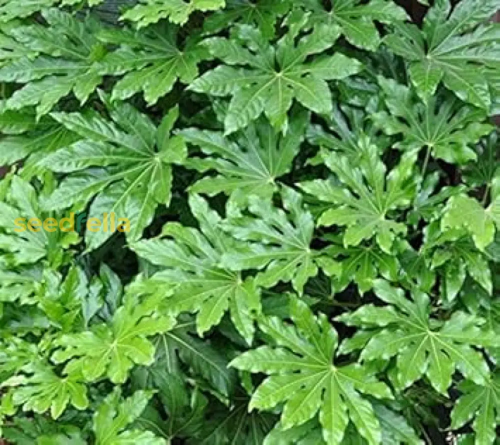 Green Aralia Seeds For Planting Plant Seeds