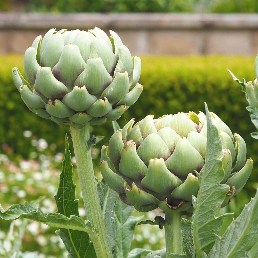 Green Artichoke Vegetable Seeds