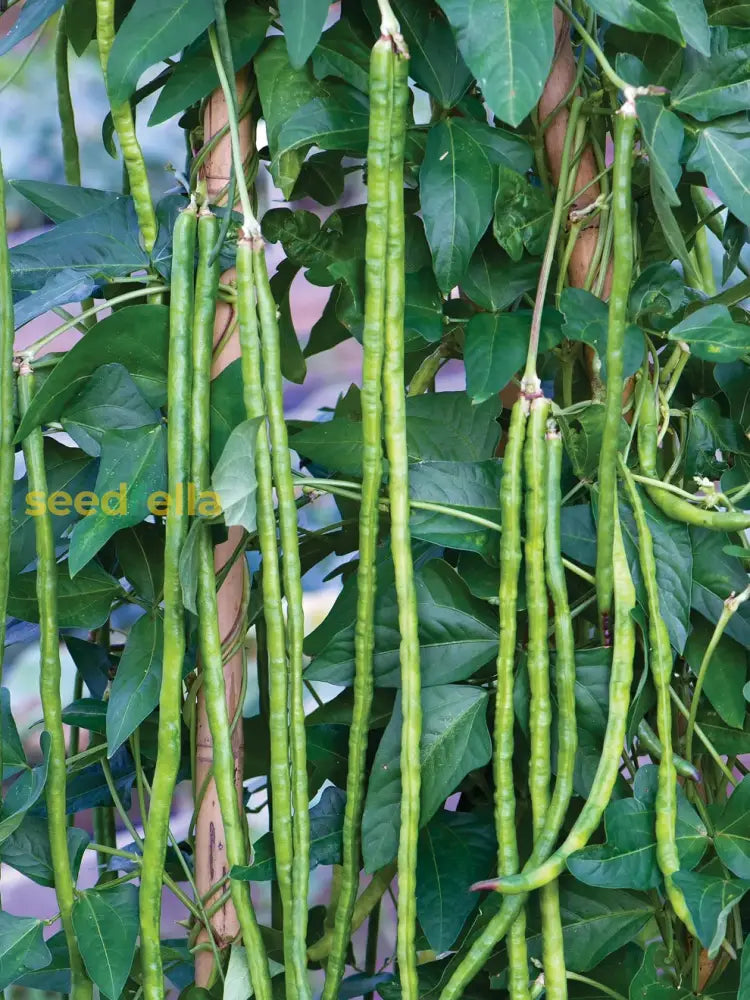 Green Asparagus Bean seedlings sprouting in soil
