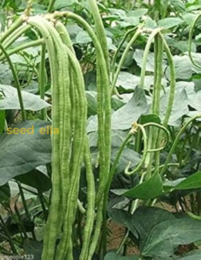 Green Asparagus Bean Seeds For Planting Vegetable Seeds