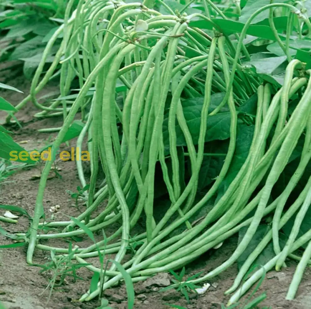 Green Asparagus Bean Seeds For Planting Vegetable Seeds