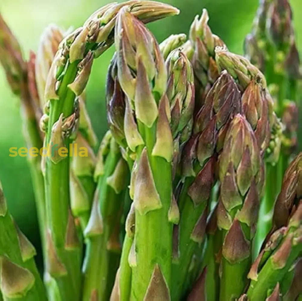 Green Asparagus Mary Washington Seeds For Perennial Planting Plant Seeds