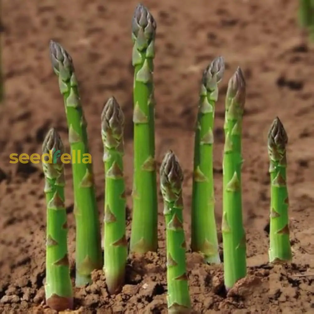 Green Asparagus plants growing in home garden