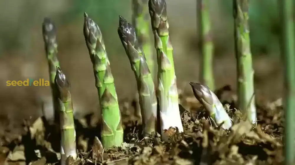Green Asparagus seedlings sprouting in soil