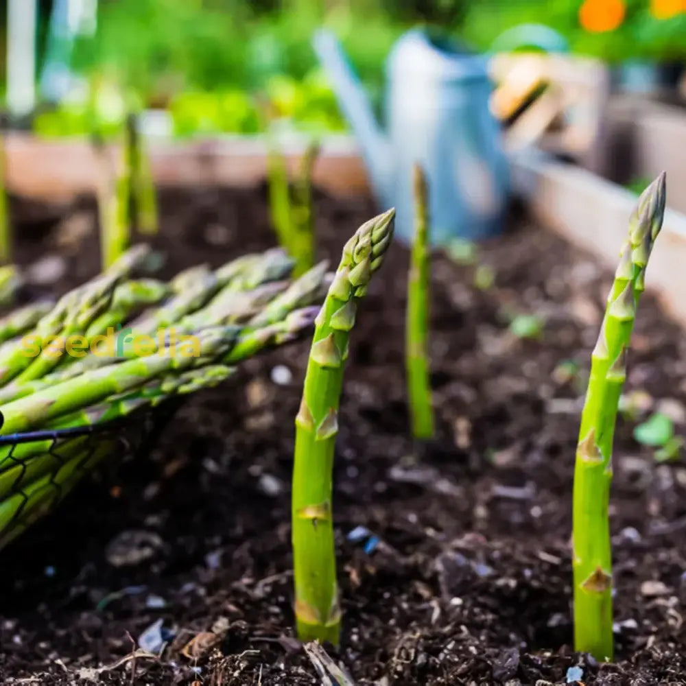 Green Asparagus Vegetable Seeds For Home Planting Seeds