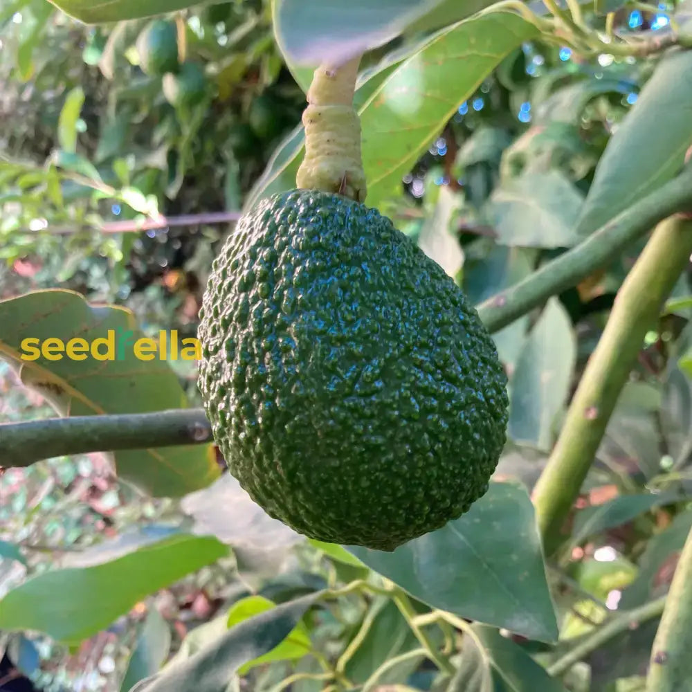 Green Avocado Seeds - Planting For Fresh Trees