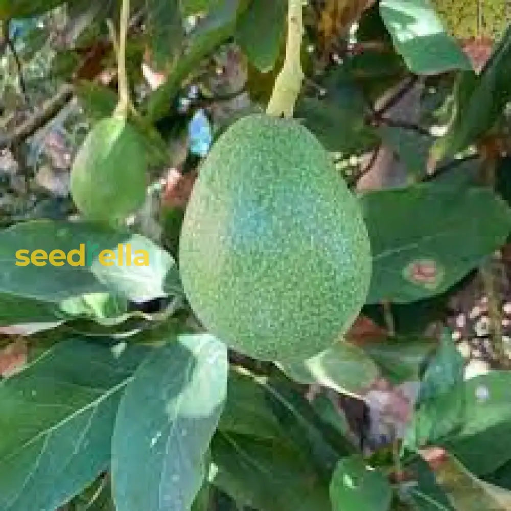 Green Avocado Seeds - Planting For Fresh Trees