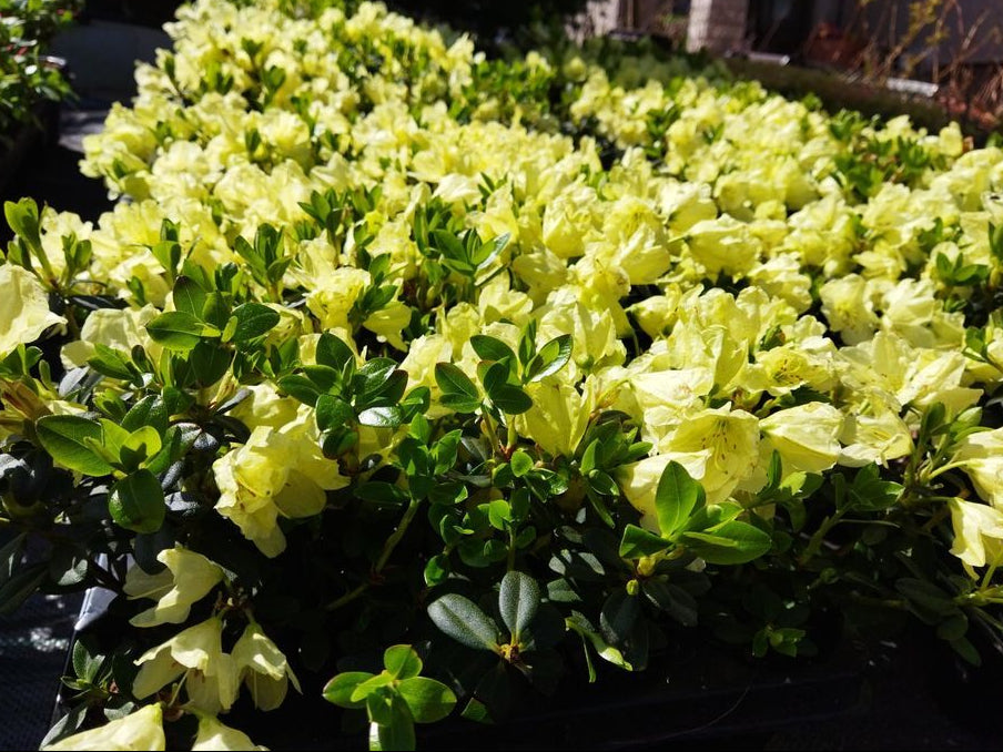 Green Azalea Flower Seeds for Planting