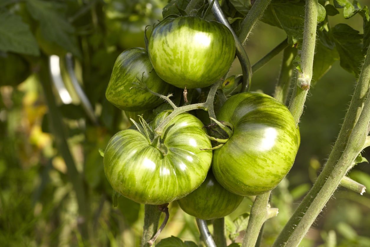 Green Ball cherry tomatoes striped fruits grown from seeds