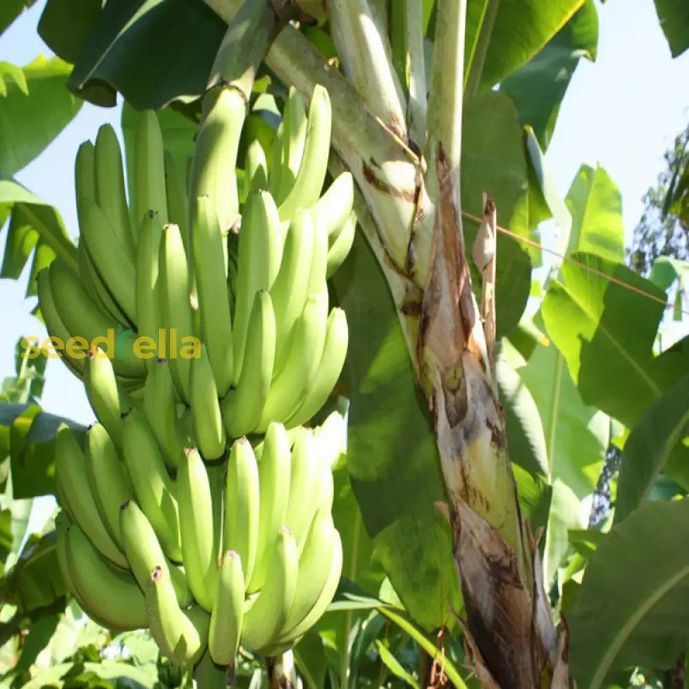 Green banana seeds germinating seedlings