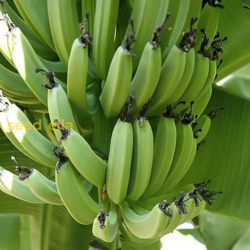 Green banana seeds for planting