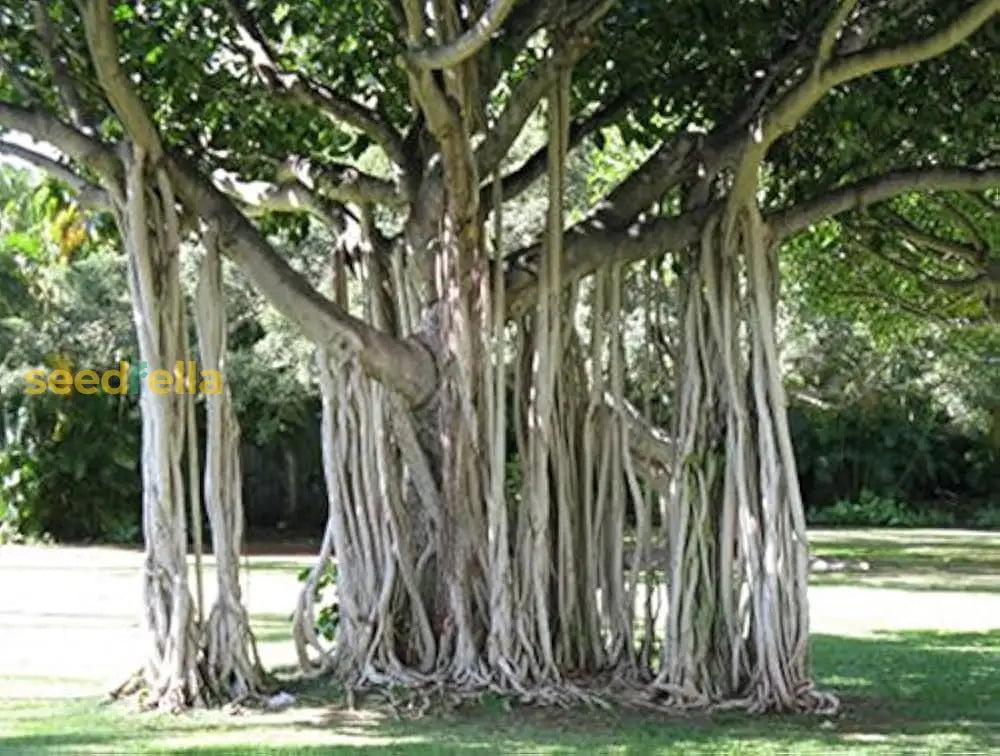 Green Banyan Tree Planting Seeds For Your Garden