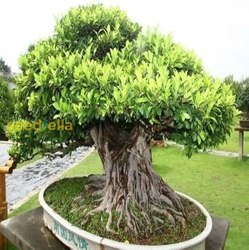 Green Banyan Tree Planting Seeds For Your Garden