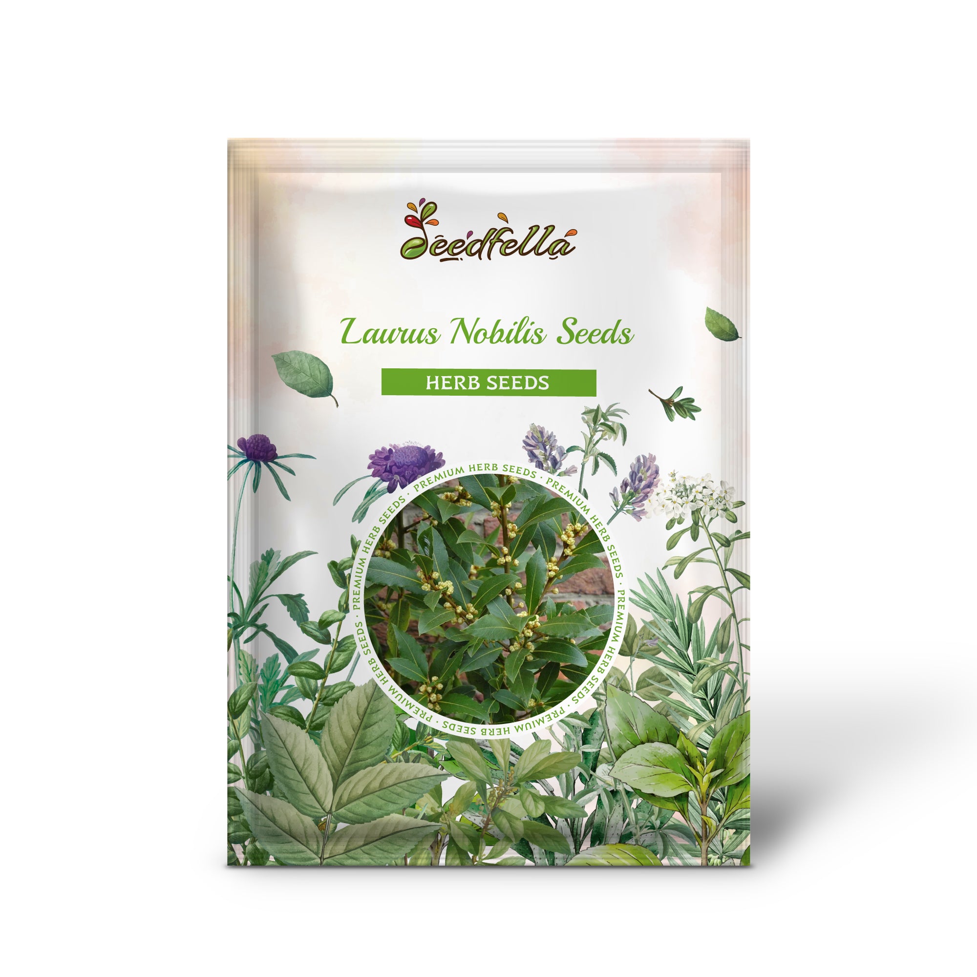 Green Bay Laurel Plant Seeds – Hardy Laurus Nobilis Variety