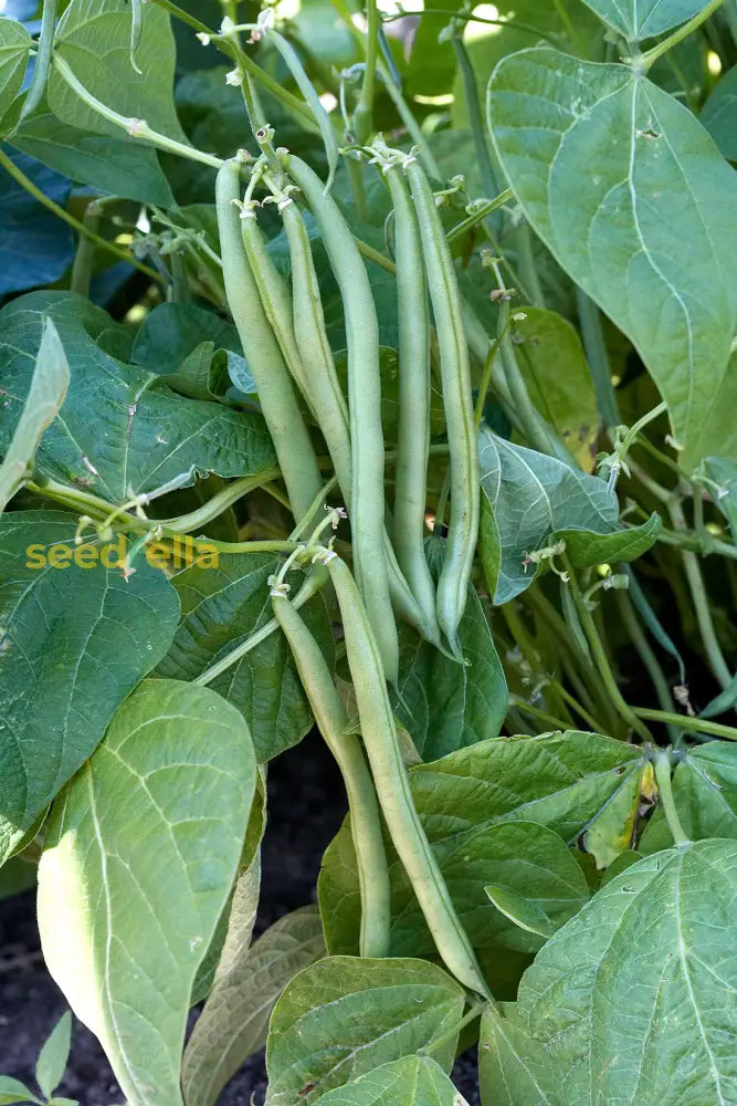 Green bean seedlings sprouting in soil