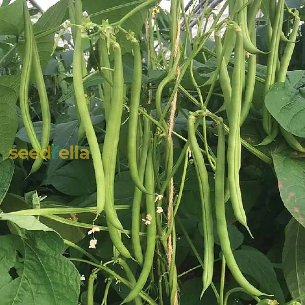 Green bean seeds for planting in vegetable gardens