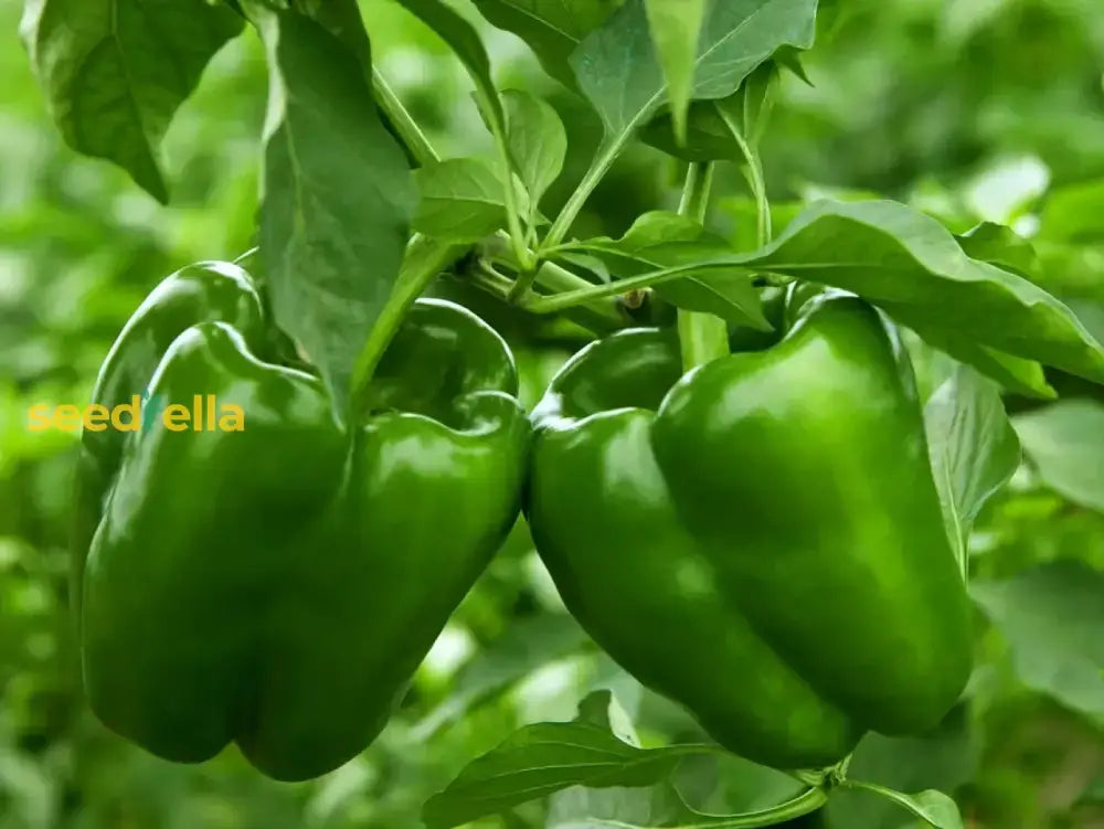 Green Bell Pepper Seeds Planting Guide Fruit