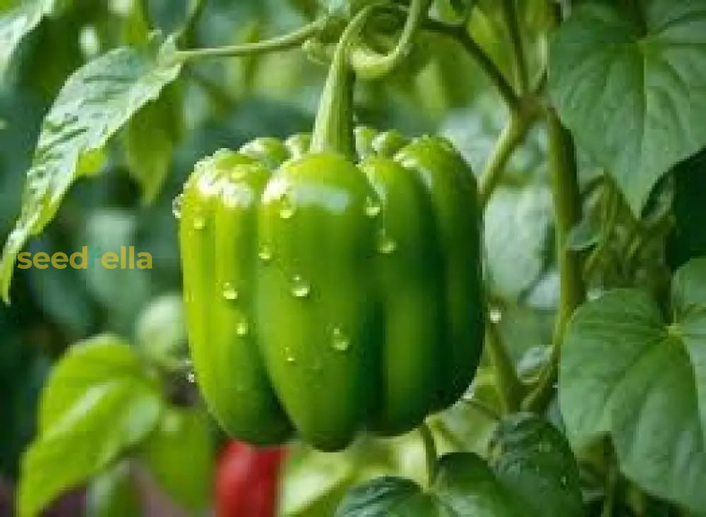 Green Bell Pepper Seeds Planting Guide Fruit