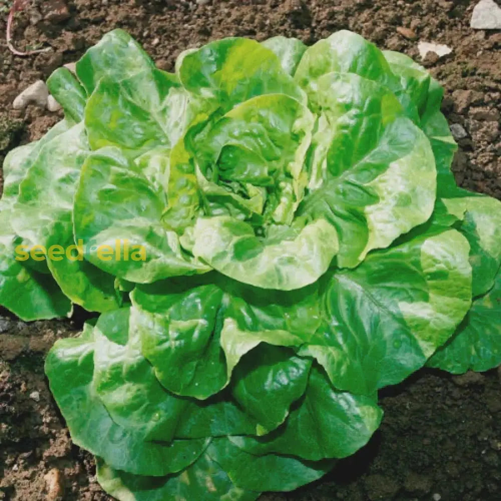 Green Bibb lettuce seeds for planting