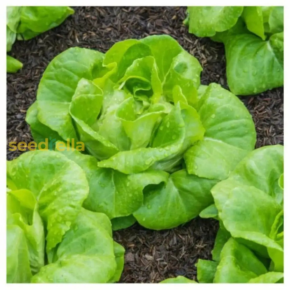 Green Bibb Vegetable Seeds Essential Planting Tips Seeds