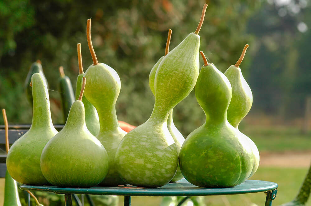 Green Birdhouse Gourd seeds for planting Non-GMO variety