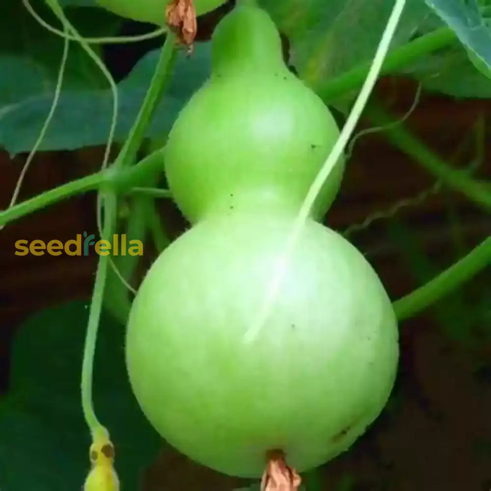 Green Birdhouse Gourd Vegetable Seeds For Planting Seeds