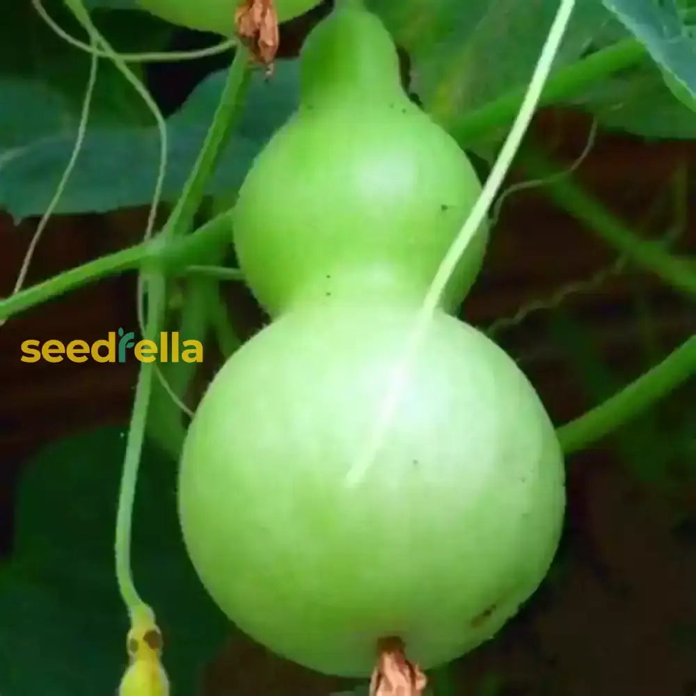 Green Birdhouse Gourd Vegetable Seeds For Planting Seeds