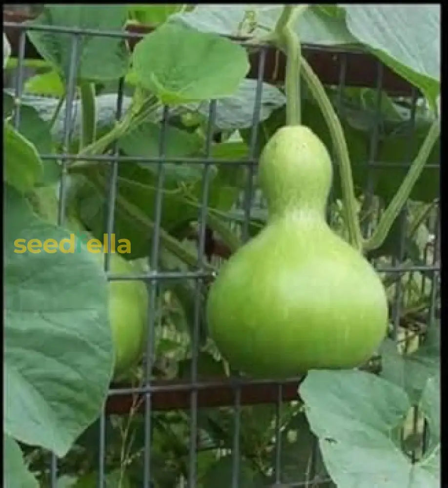 Green Birdhouse Gourd Vegetable Seeds For Planting Seeds