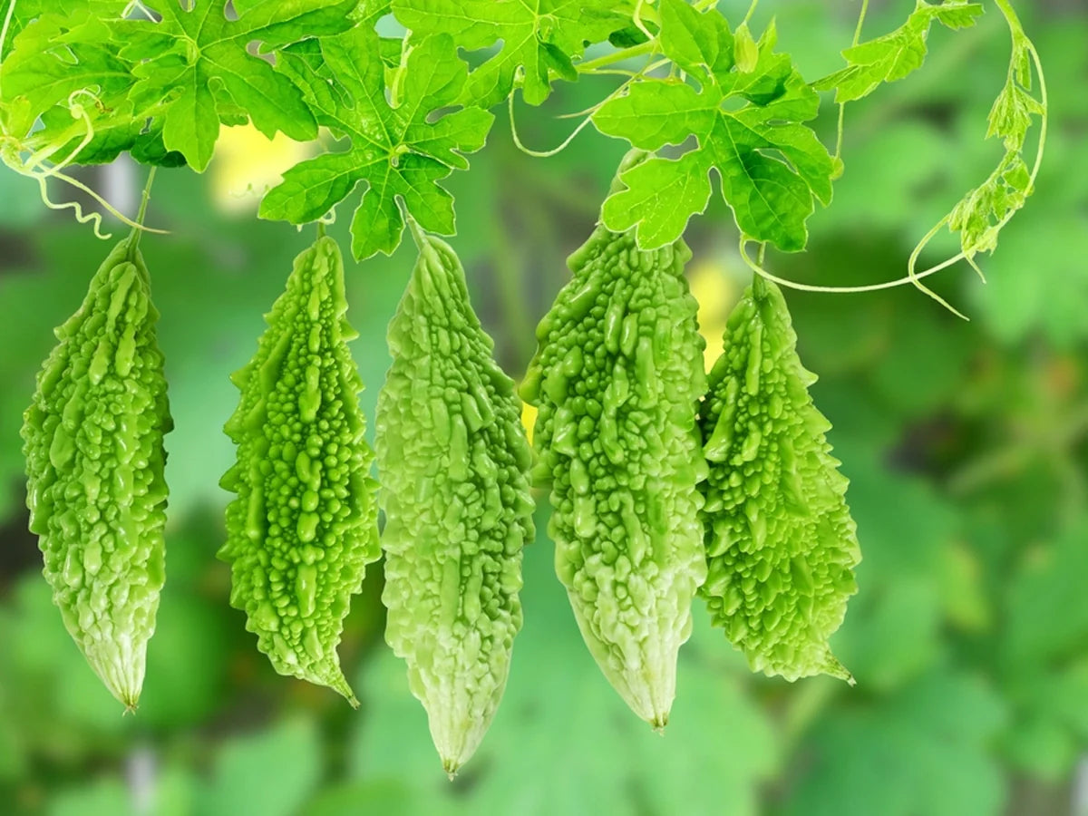 Harvest-ready Green Bitter Gourds from seeds