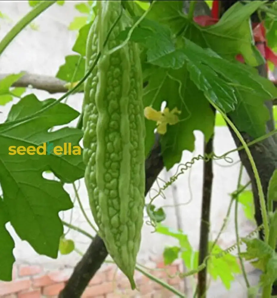 Green Bitter Melon Vegetable Seeds For Easy Planting Seeds