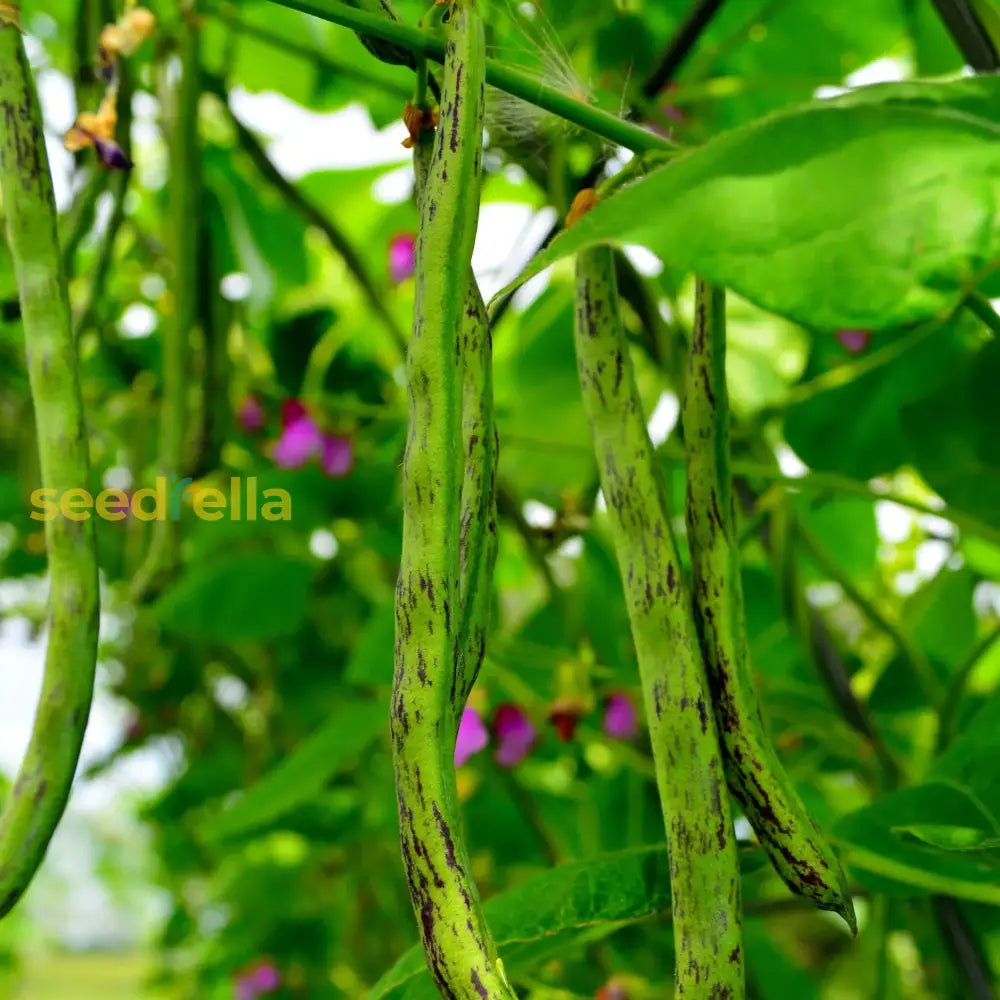 Green Black Rattlesnake Bean seeds for planting in home gardens
