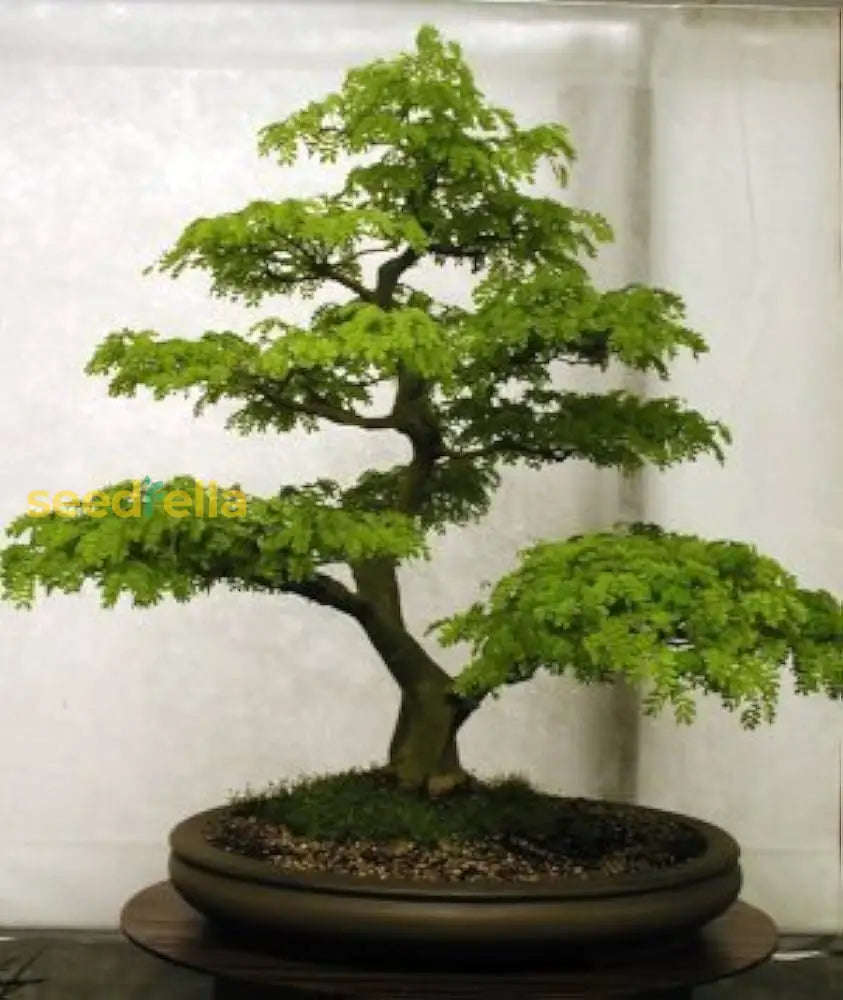 Green Bonsai Planting Seeds For Perfect Indoor Gardens Plant Seeds