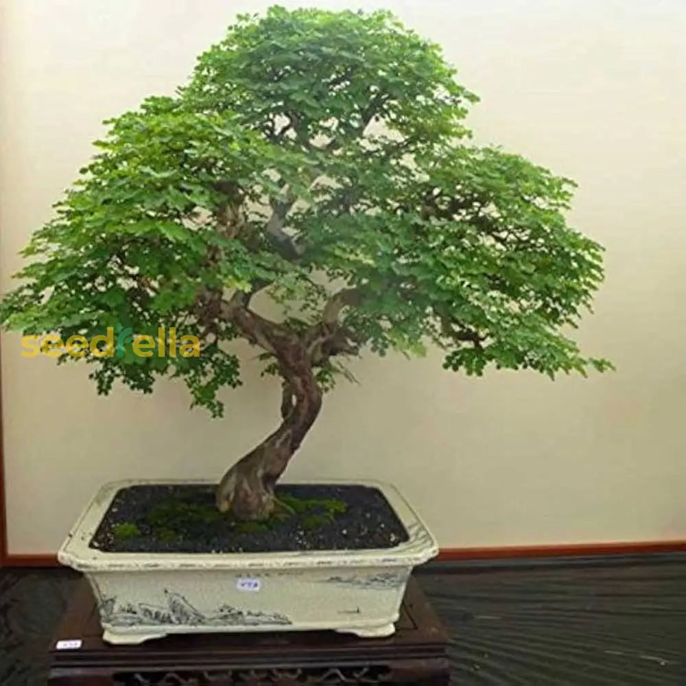 Green Bonsai Planting Seeds For Perfect Indoor Gardens Plant Seeds