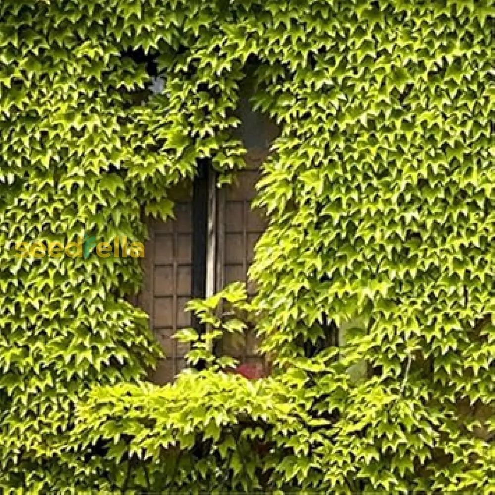 Green Boston Ivy Plant Seeds For Lush Greenery - Ideal Planting On Walls And Trellises Seeds