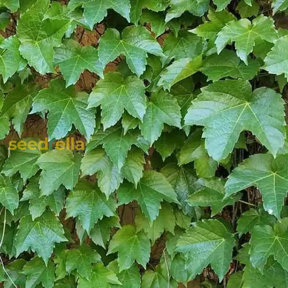 Green Boston Ivy Plant Seeds For Lush Greenery - Ideal Planting On Walls And Trellises Seeds