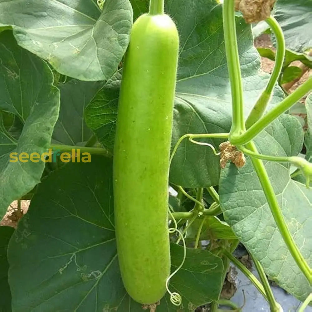 Green Bottle Gourd seeds for planting in home gardens