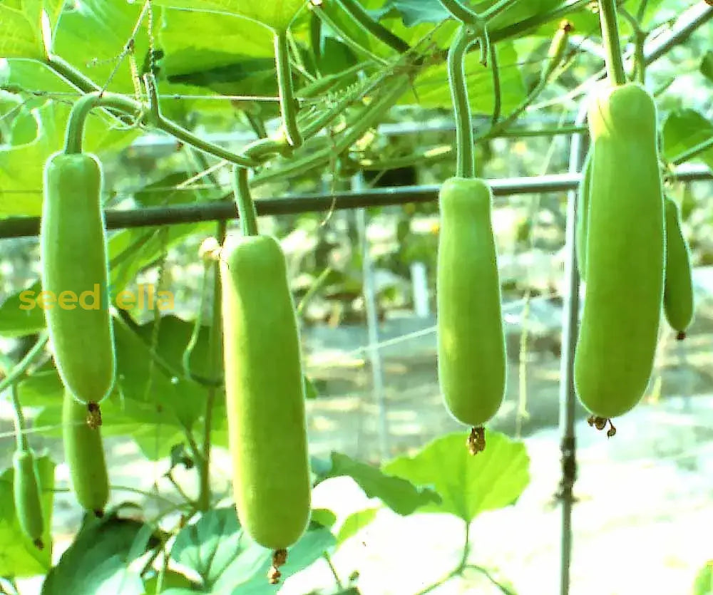 Green Bottle Gourd Vegetable Seeds For Easy Planting Seeds