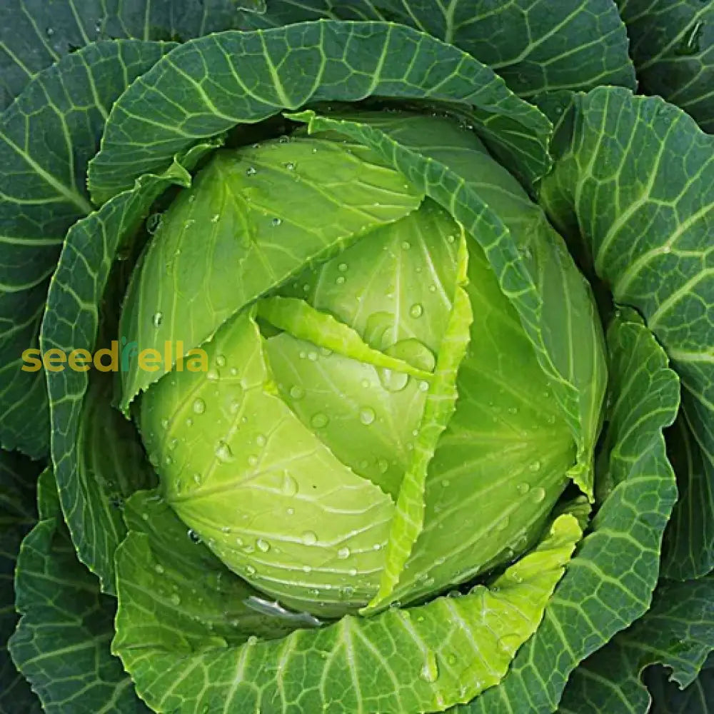 Green Brassica leafy plants in garden