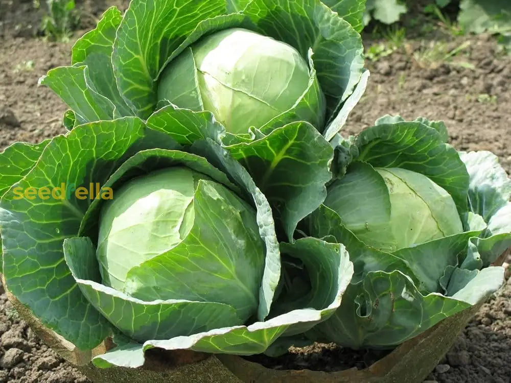 Green Brassica seedlings sprouting in soil
