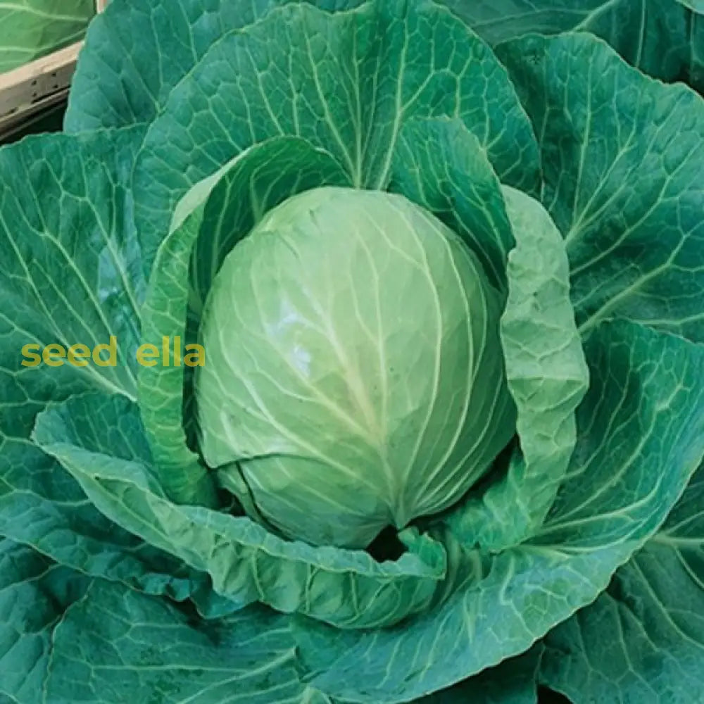 Green Brassica seeds for planting non GMO