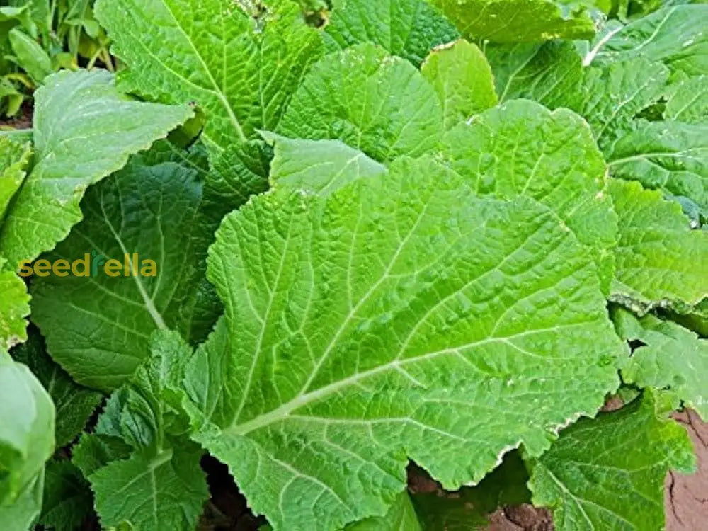 Green Broadleaf Seeds For Planting  Premium Quality