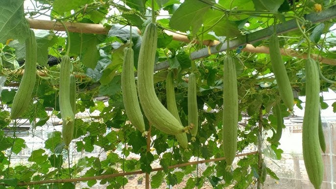 Freshly harvested Green Brown Luffa Esmeralda fruits from garden