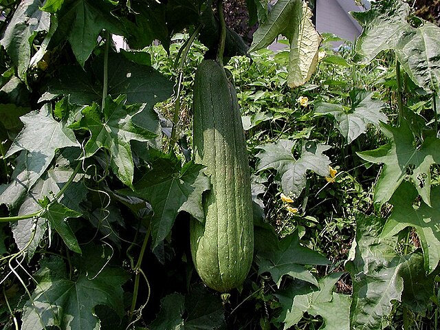 Mature Green Brown Luffa Esmeralda vine with green foliage