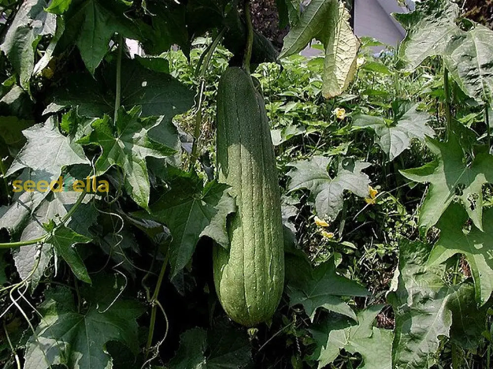 Green Brown Luffa Esmeralda Seeds For Easy Planting