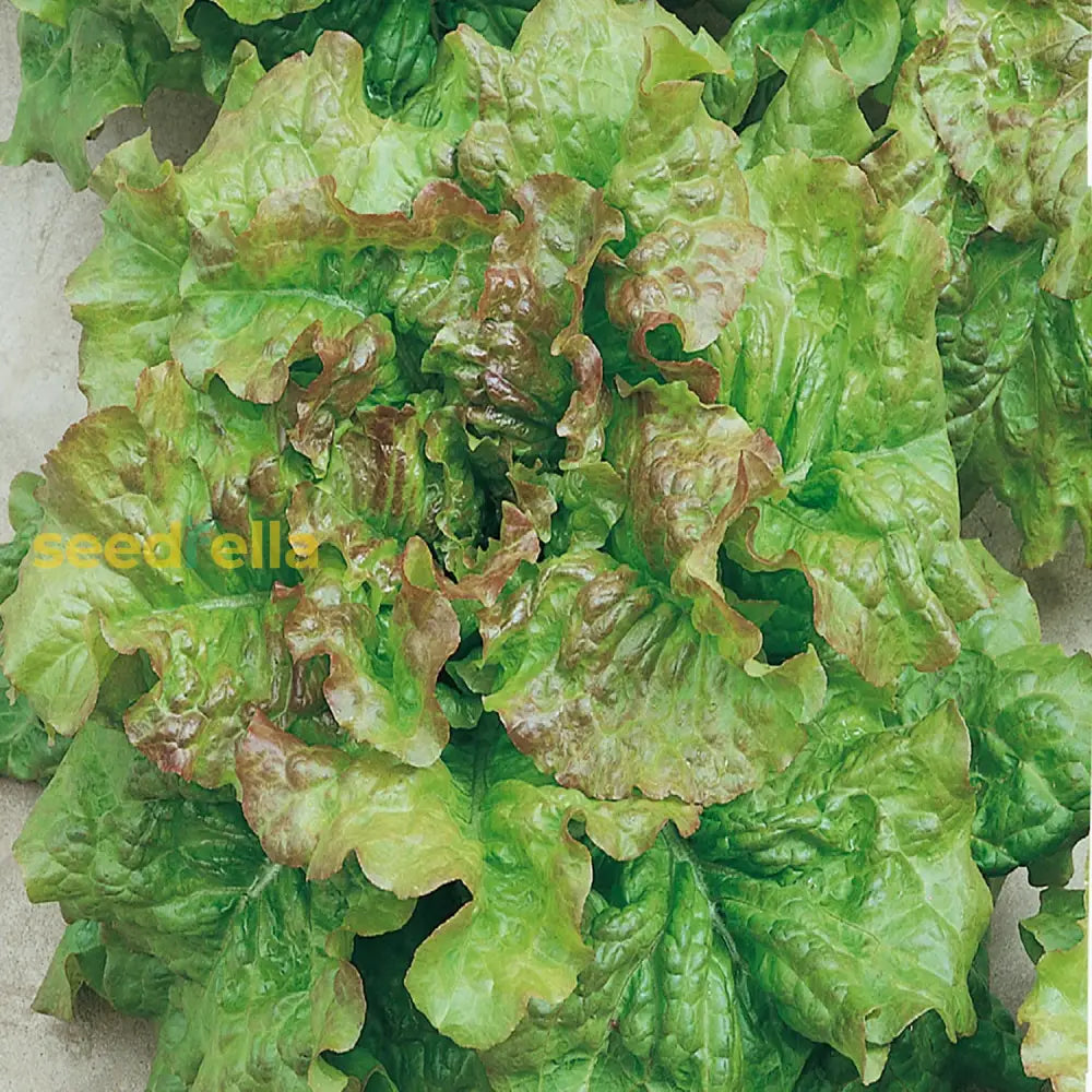 Green Brown Prizehead seeds for planting