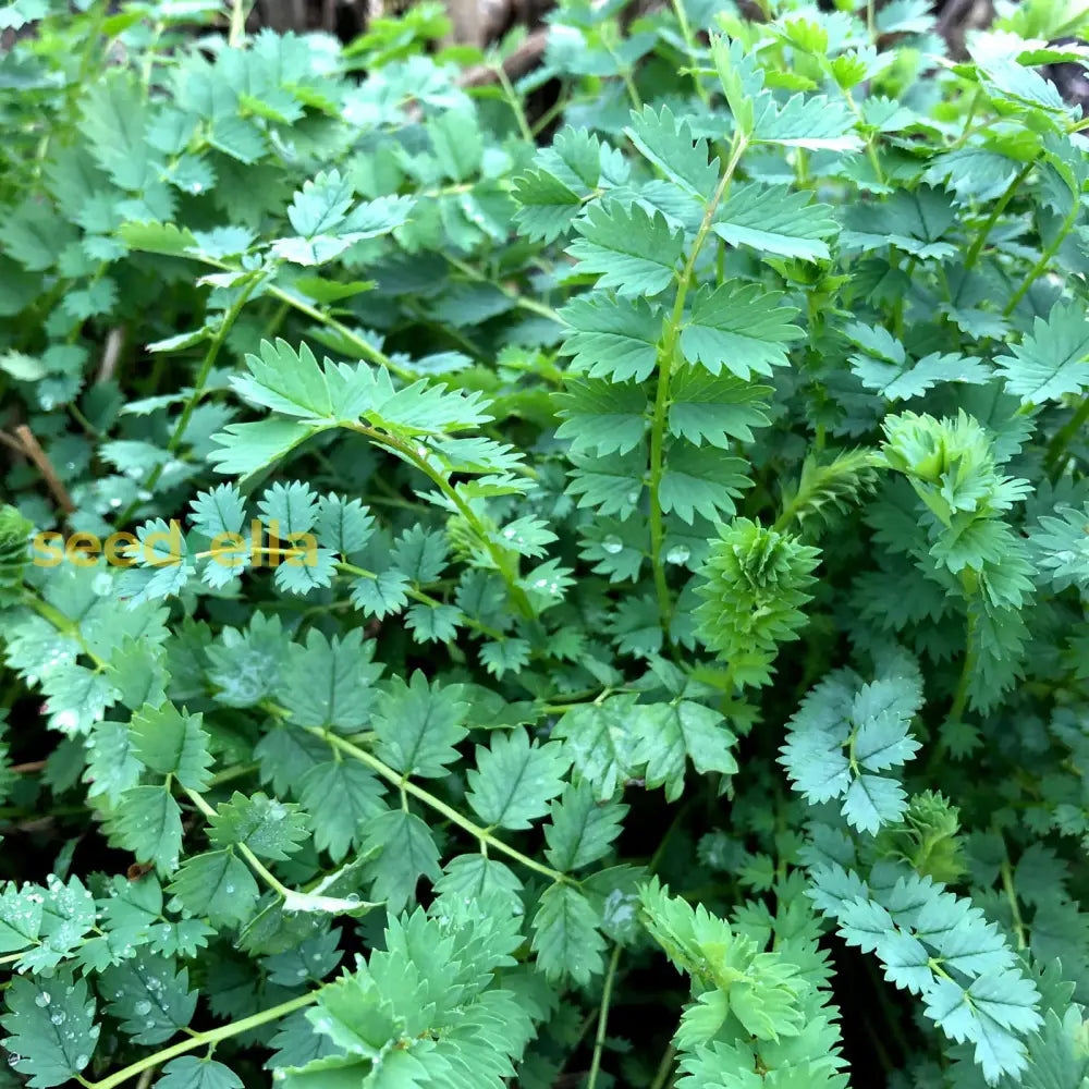 Green Burnet Plant Seeds For Herbal Gardening: Easy Planting Guide Herb