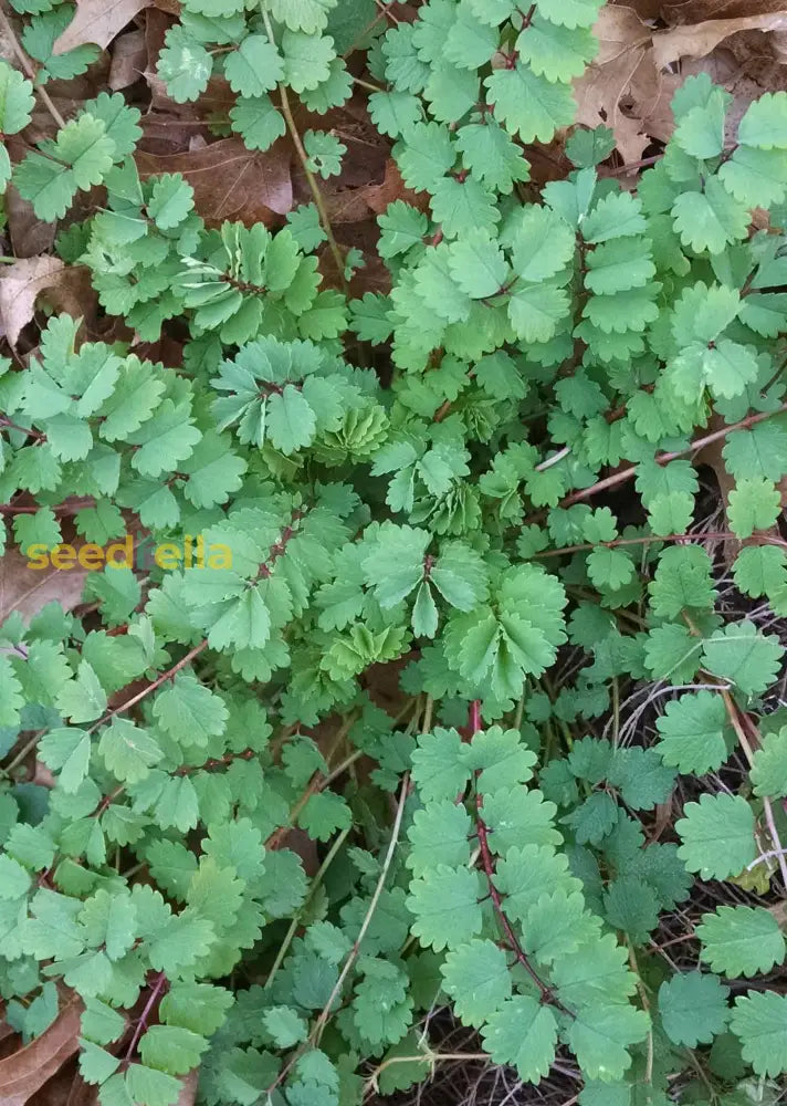 Green Burnet Plant Seeds For Herbal Gardening: Easy Planting Guide Herb