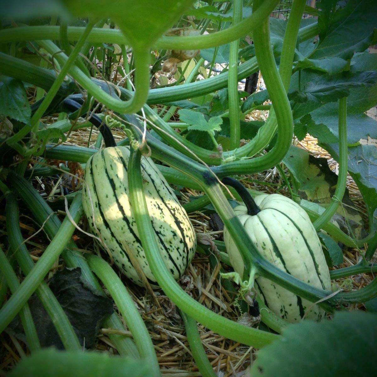 Green Bush Delicata seeds for home garden planting, non-GMO