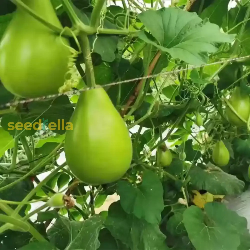 Green Calabash Seeds For Planting Vegetable Seeds