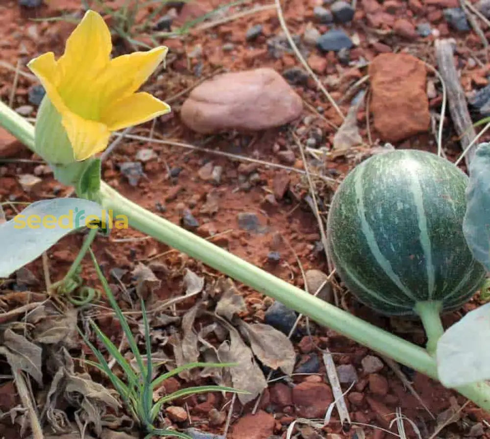 Green Calabazilla fruit growing on vine